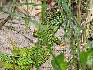 Lézard vert