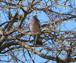 Détails : Un pigeon