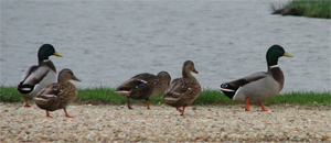 Photos de cannes et de canards