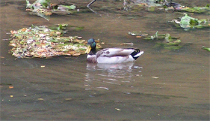 Canard sauvage sur la Sauldre