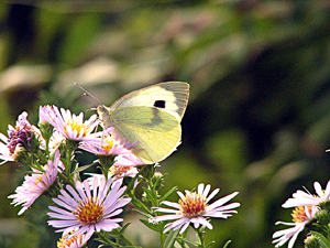 Papillons jaune