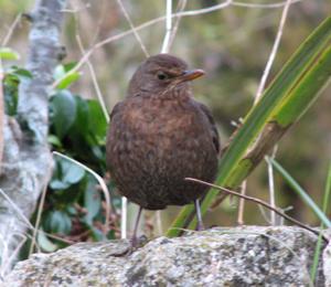 Détails : Petit oiseau