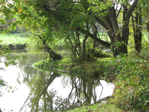 Au bord de la Sauldre