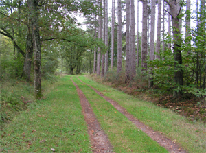 Détails : Chemin en forêt