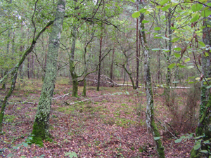 Détails : Dans la forêt