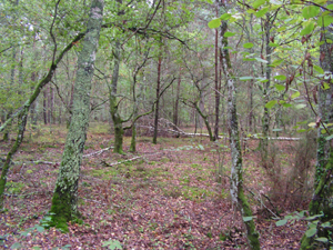 Détails : Dans la forêt