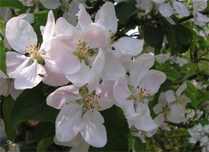 Détails : Fleurs de pommier