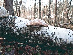 Champignon accroché à un arbre